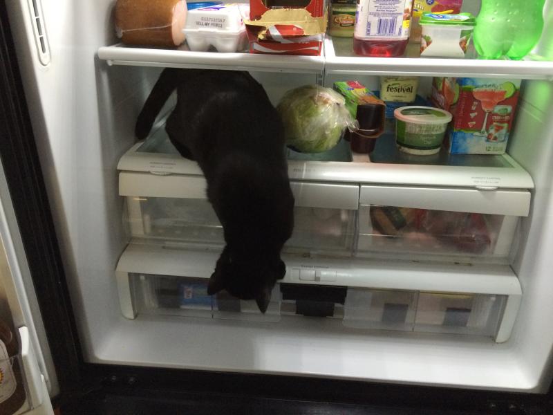 Every time I open the refrigerator!