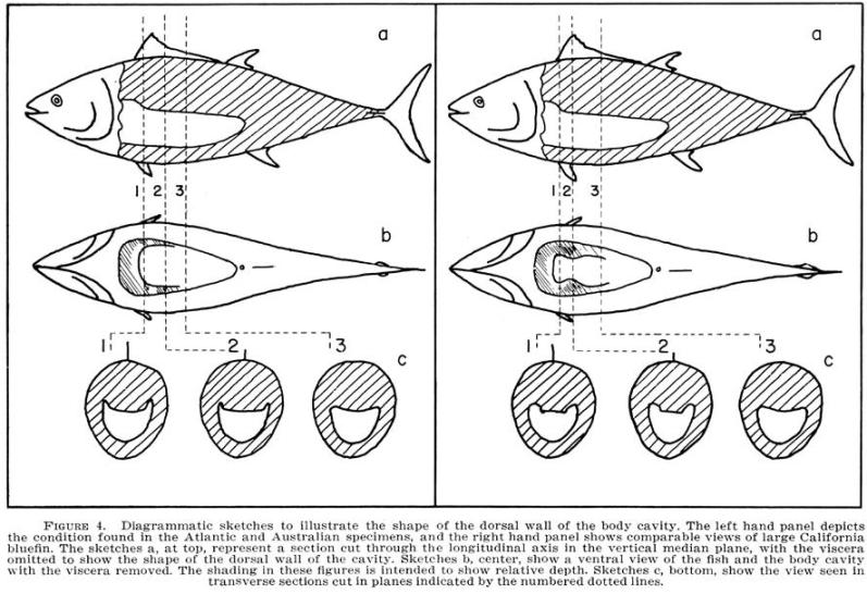 Bluefin Tuna Profiles