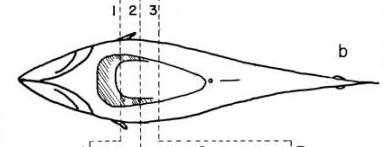 Bluefin Tuna Dorsal View