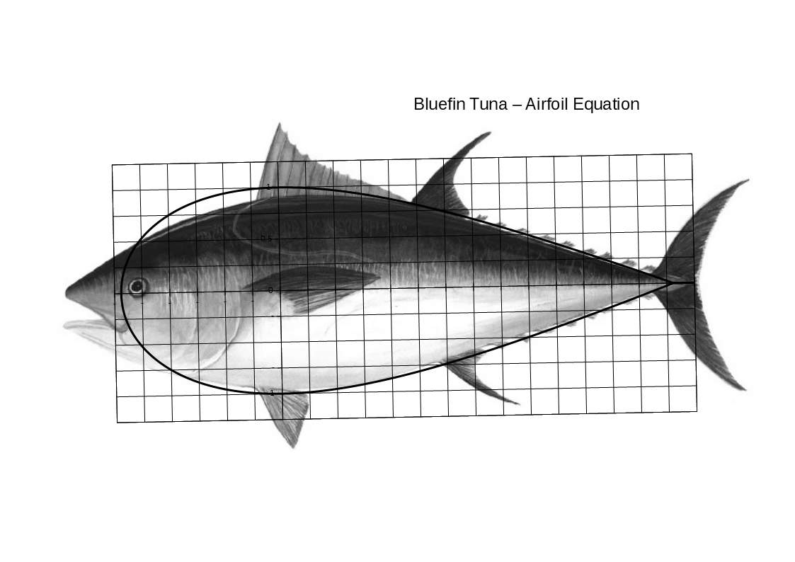 Airfoil equation   Bluefin Tuna